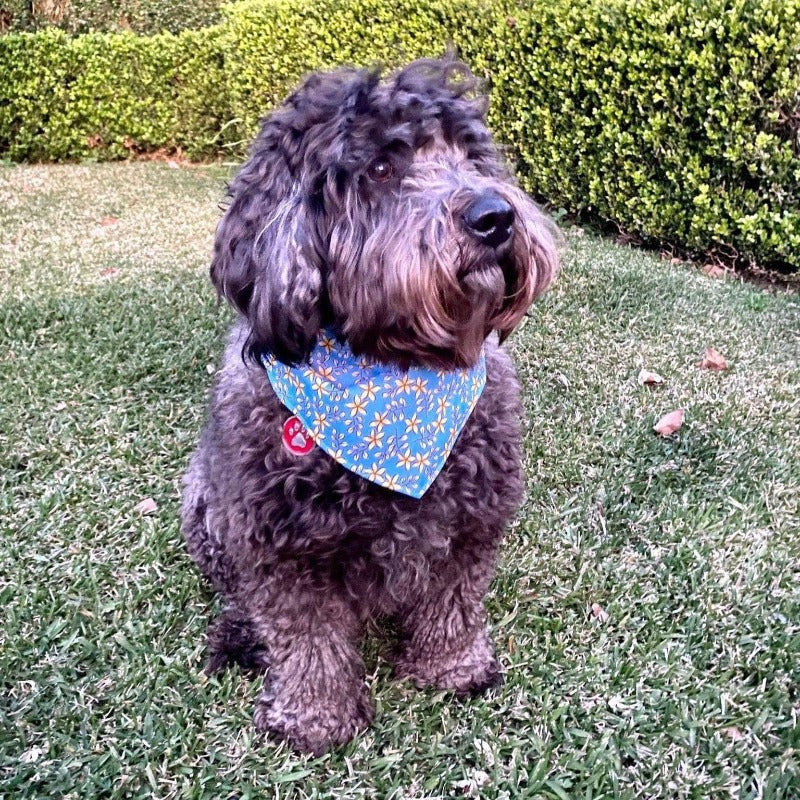 Neuroblastoma Dog Bandana w/Frangipani Pattern (3 Sizes Available) - NEW